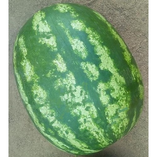 Watermelon-Jaisi