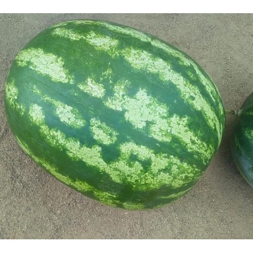 Watermelon-KRo