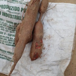 Sweet Cassava-Wanni Sweet Cassava-Wanni