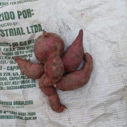 Sweet Potato-Wanni Sweet Potato-Wanni