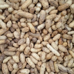 Peanut-Wanni Peanut-Wanni