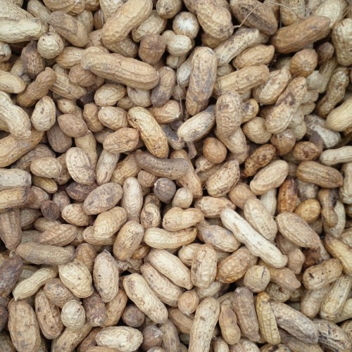 Peanut-Wanni